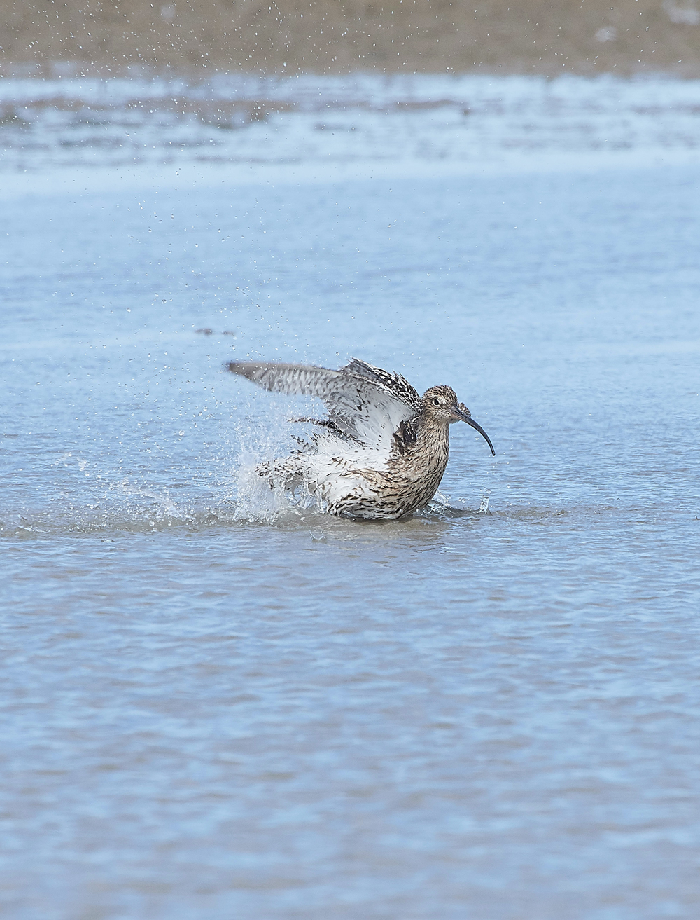 CleyWhimbrel180718-1