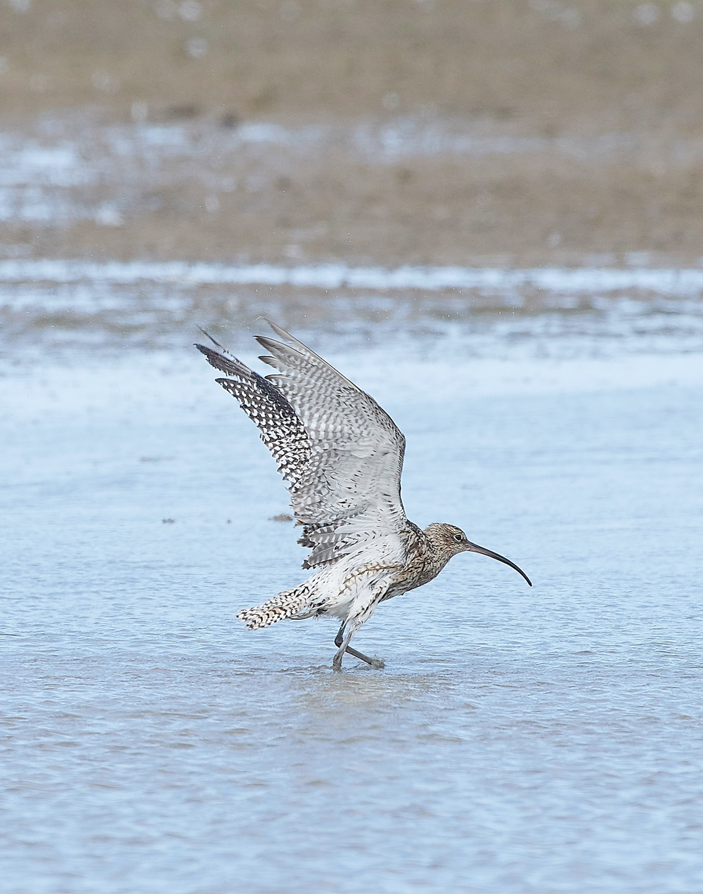 CleyWhimbrel180718-2