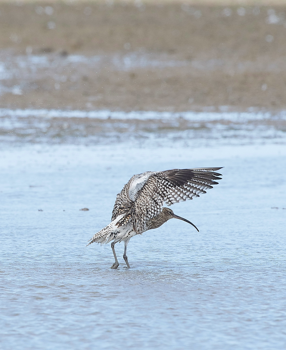 CleyWhimbrel180718-3