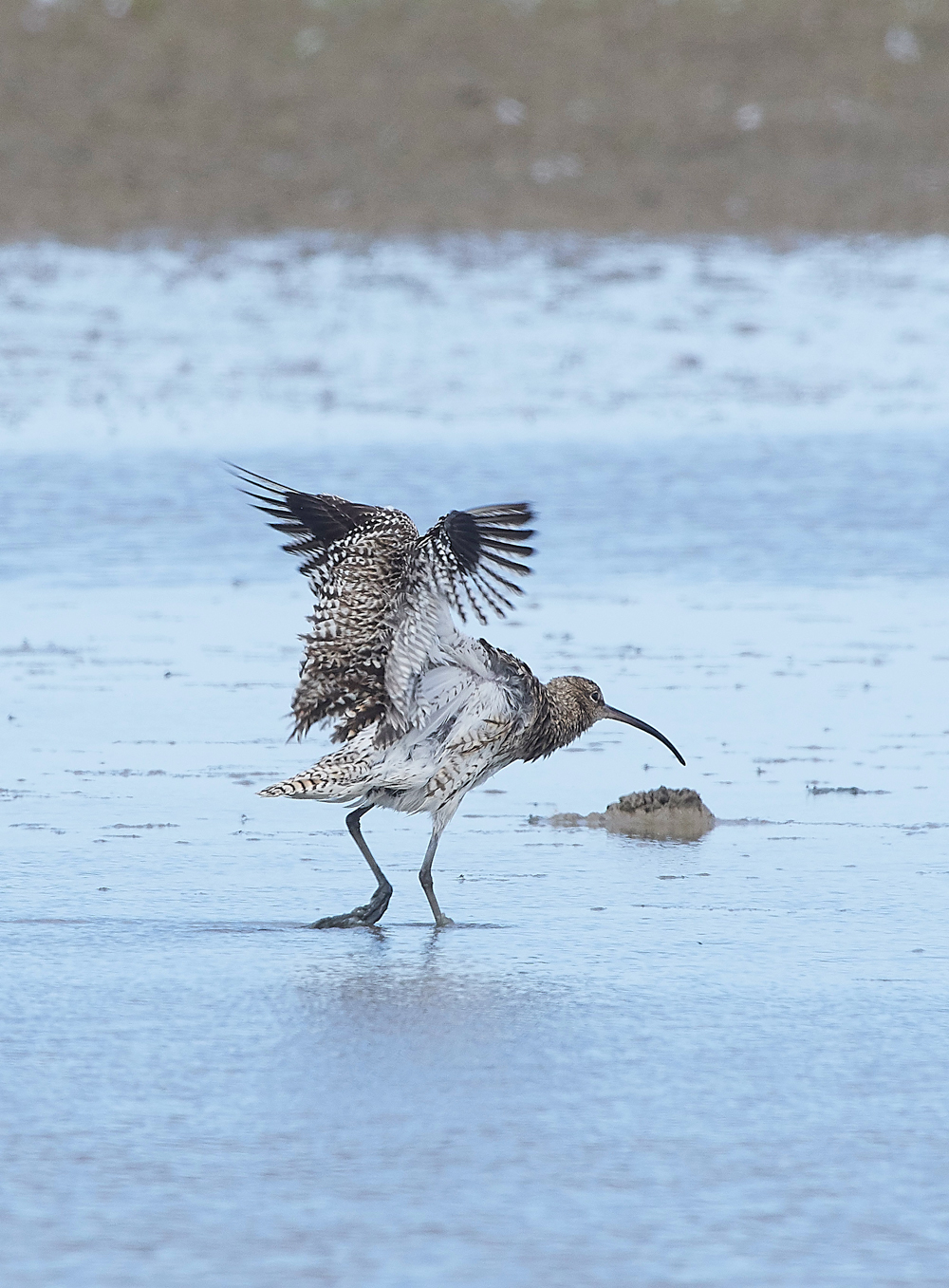 CleyWhimbrel180718-4