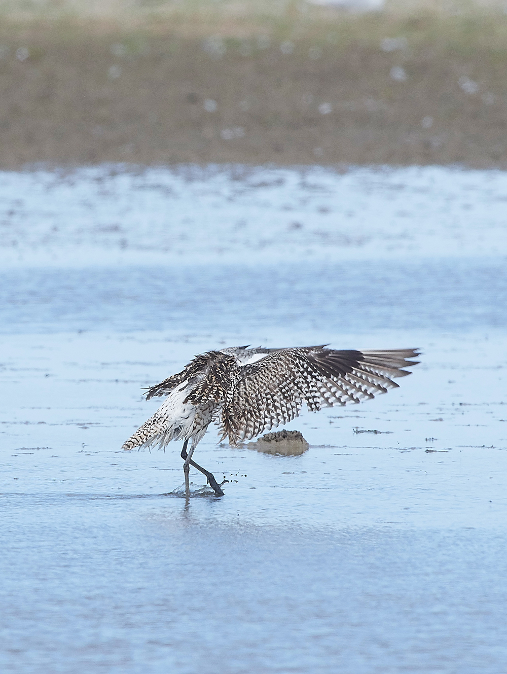 CleyWhimbrel180718-5