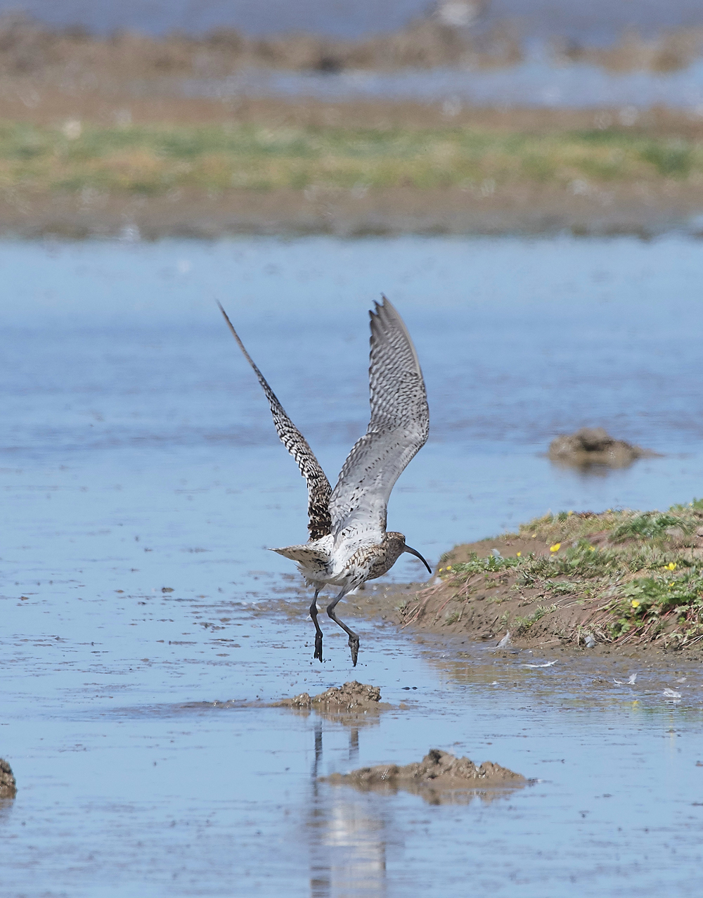 CleyWhimbrel180718-6