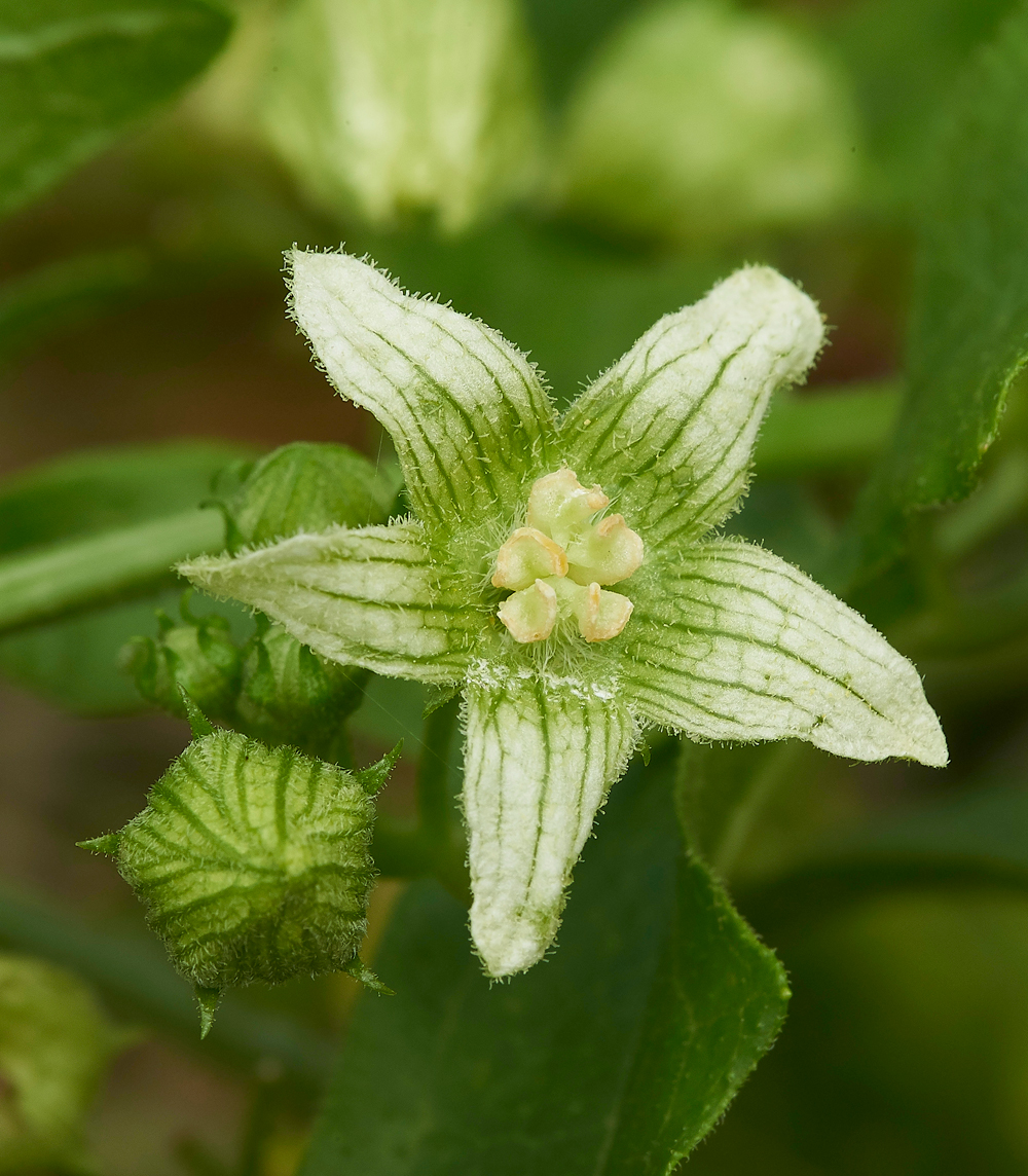 CleyWhiteBryony270818-1
