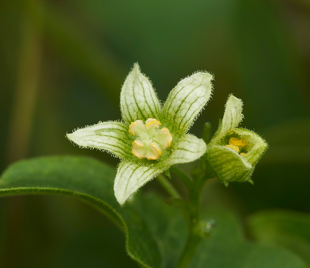 CleyWhiteBryony270818-2