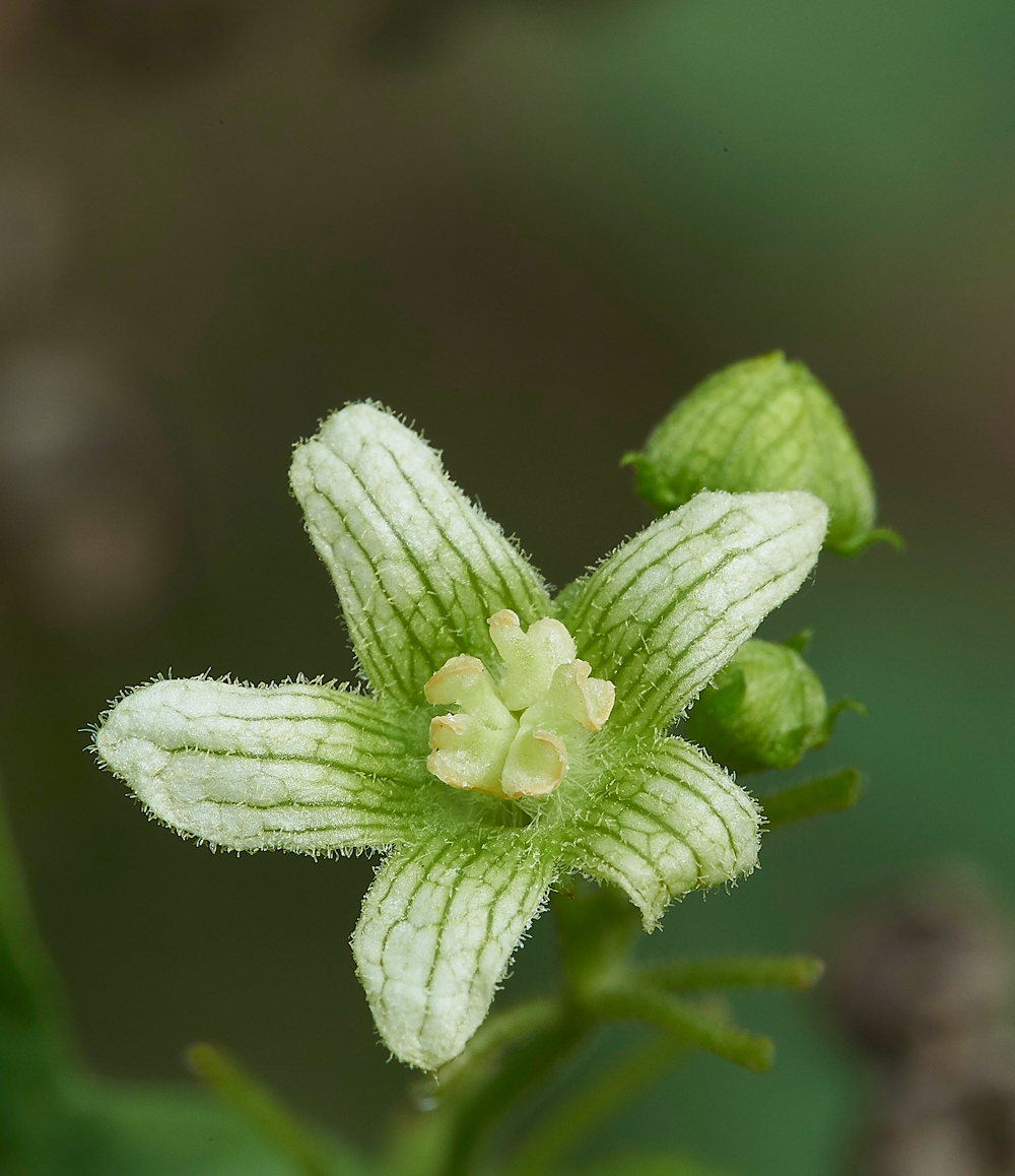 CleyWhiteBryony270818-3