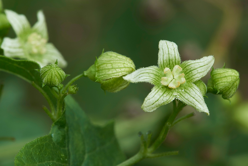 CleyWhiteBryony270818-5