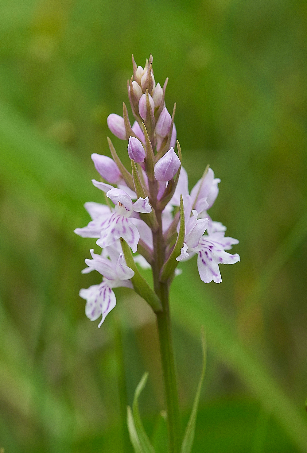 CommonSpottedOrchid190618-1