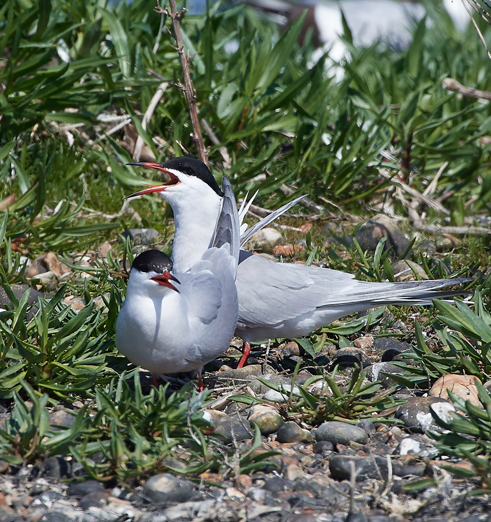 CommonTern1890518-16