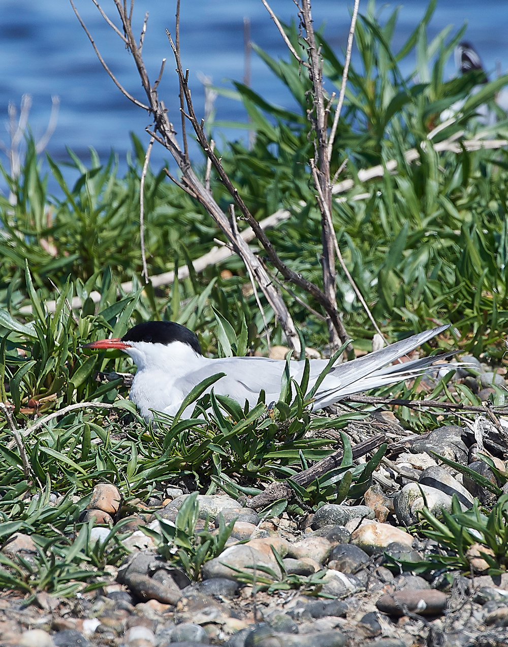 CommonTern190518-1