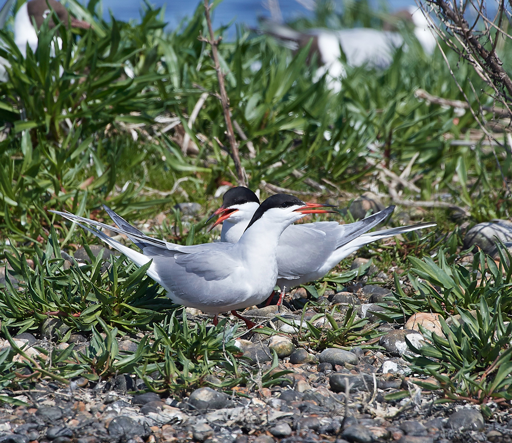 CommonTern190518-13