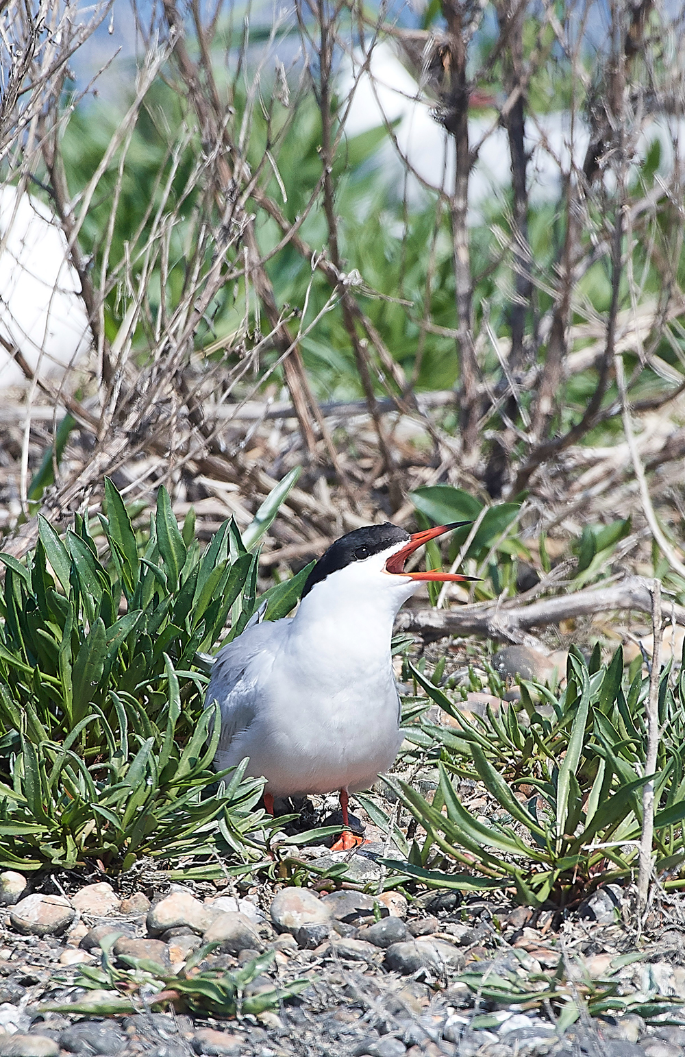 CommonTern190518-3