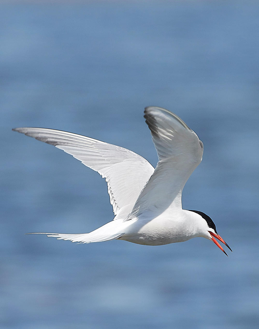 CommonTern190518-5