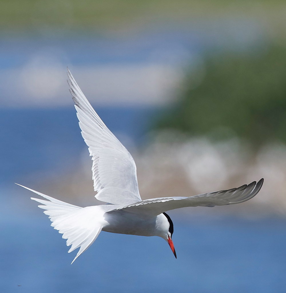 CommonTern190518-9