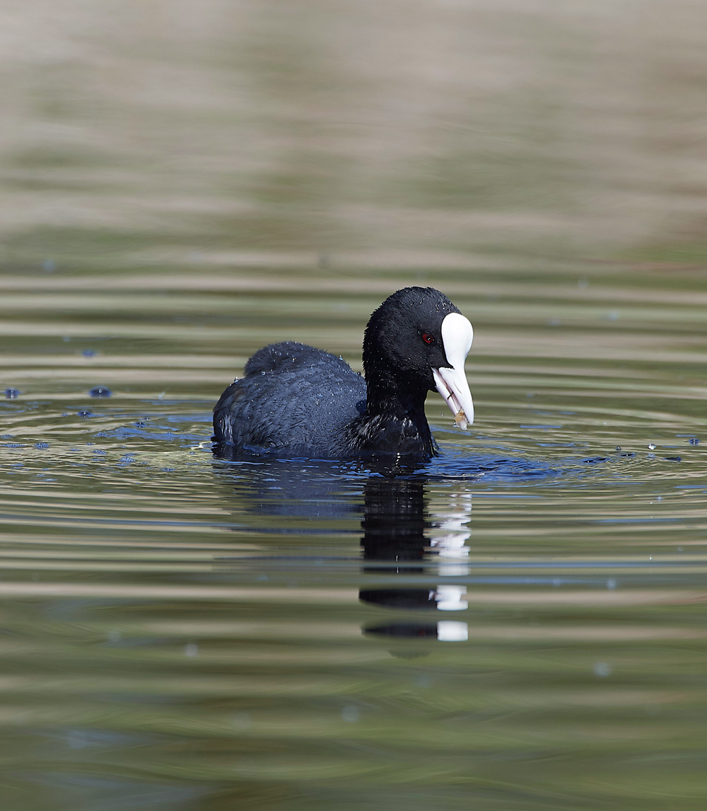 Coot070518-1