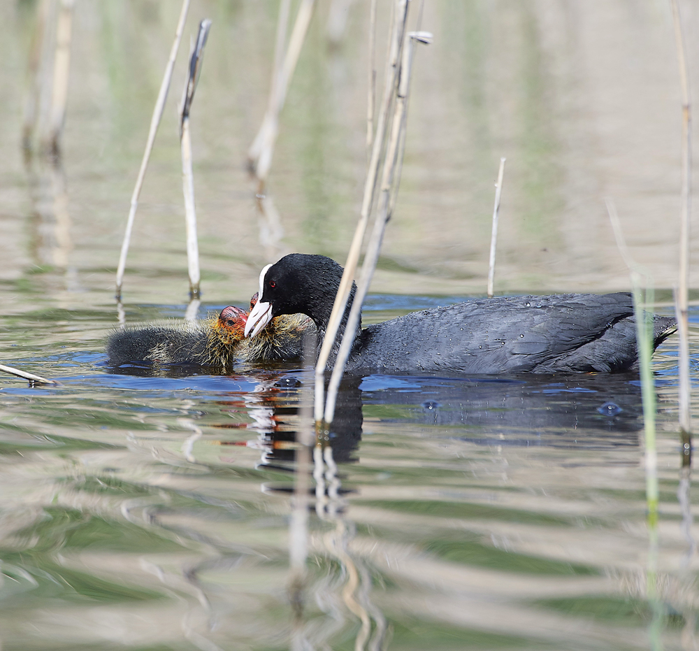 Coot070518-11
