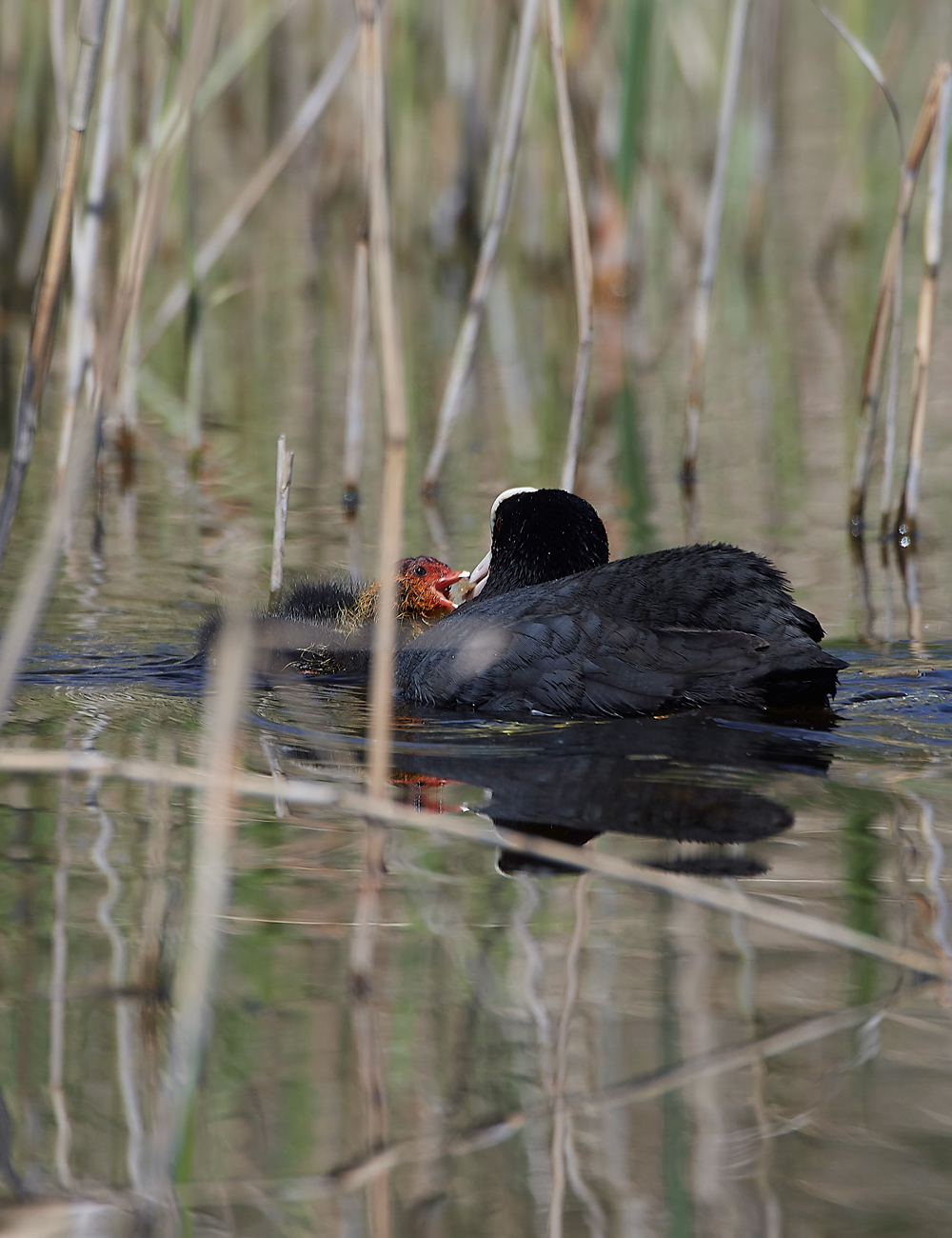 Coot070518-2