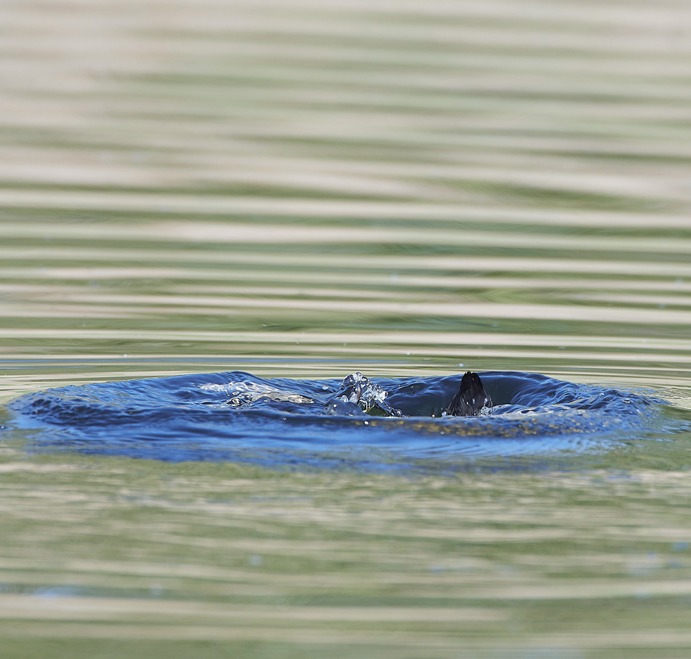 Coot070518-3