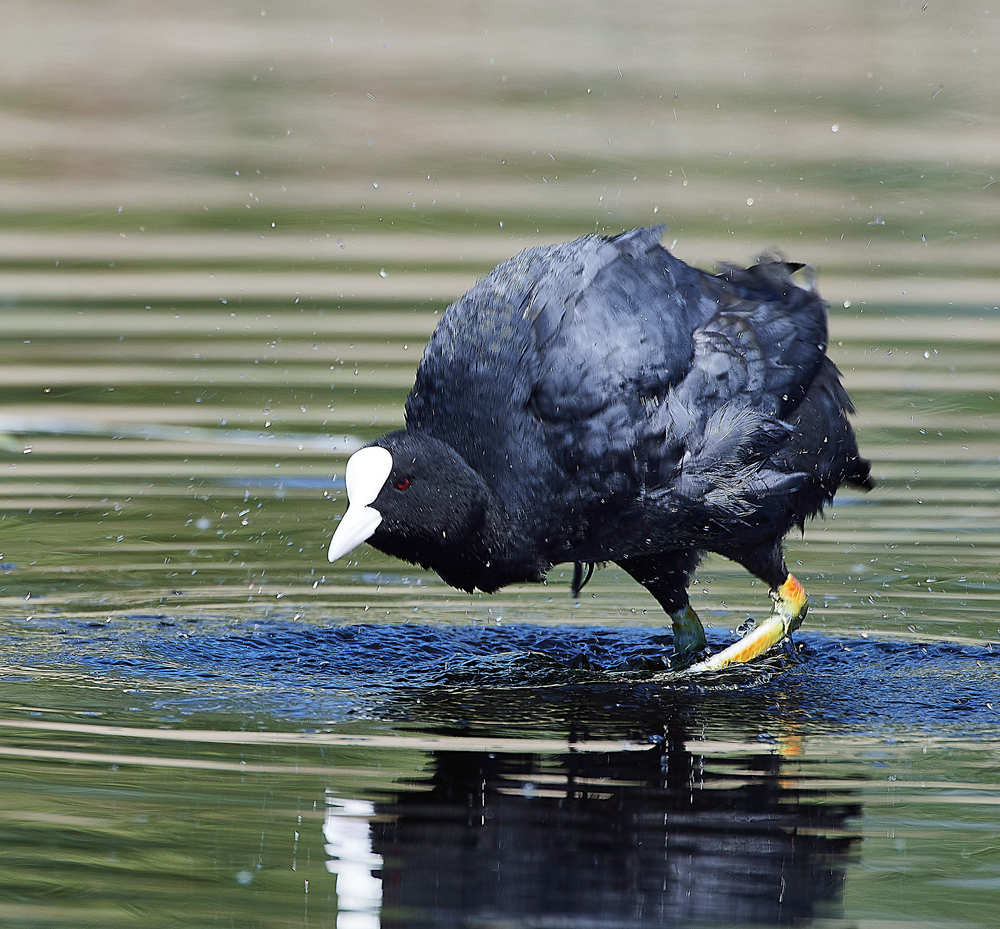 Coot070518-4