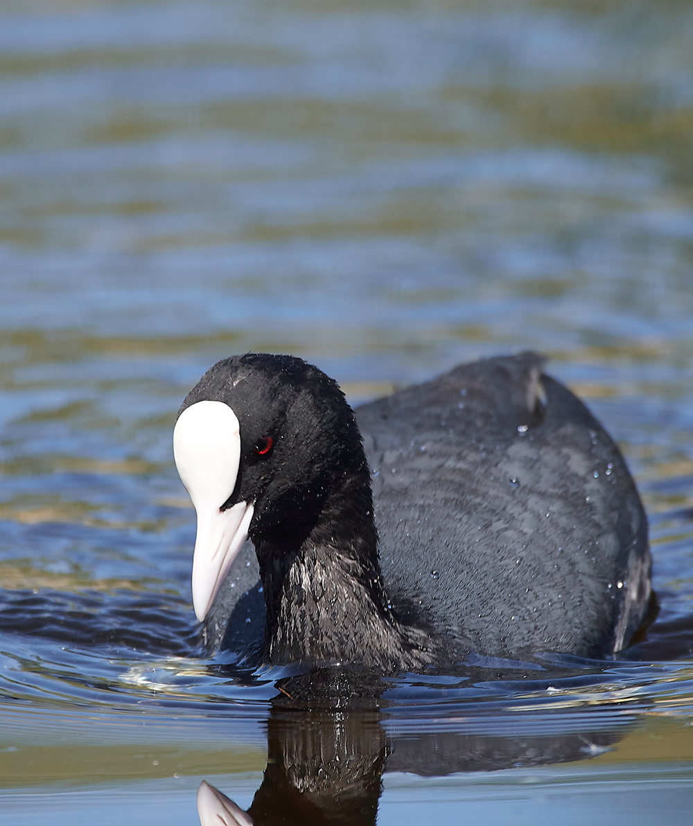 Coot070518-7