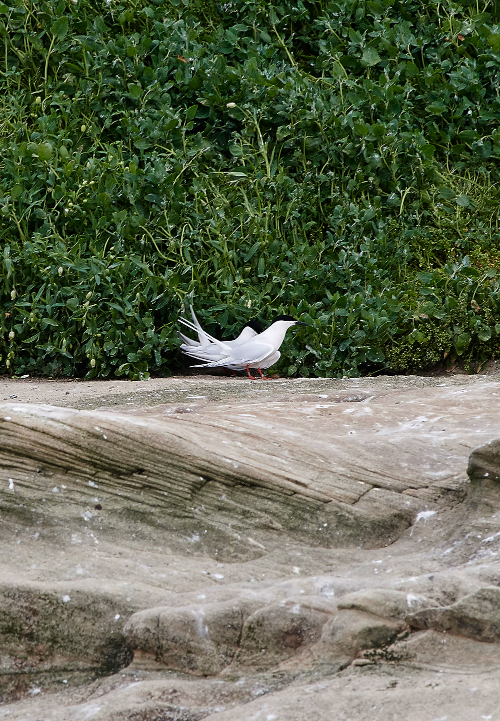 CoquetIslandRoseateTern150618-1