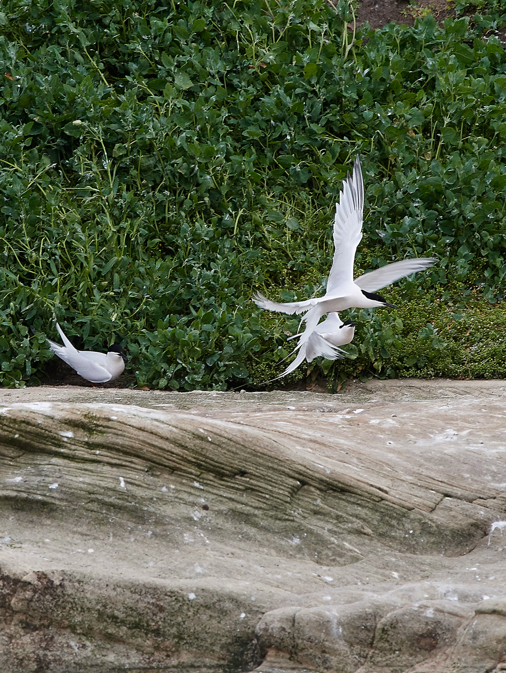 CoquetIslandRoseateTern150618-2