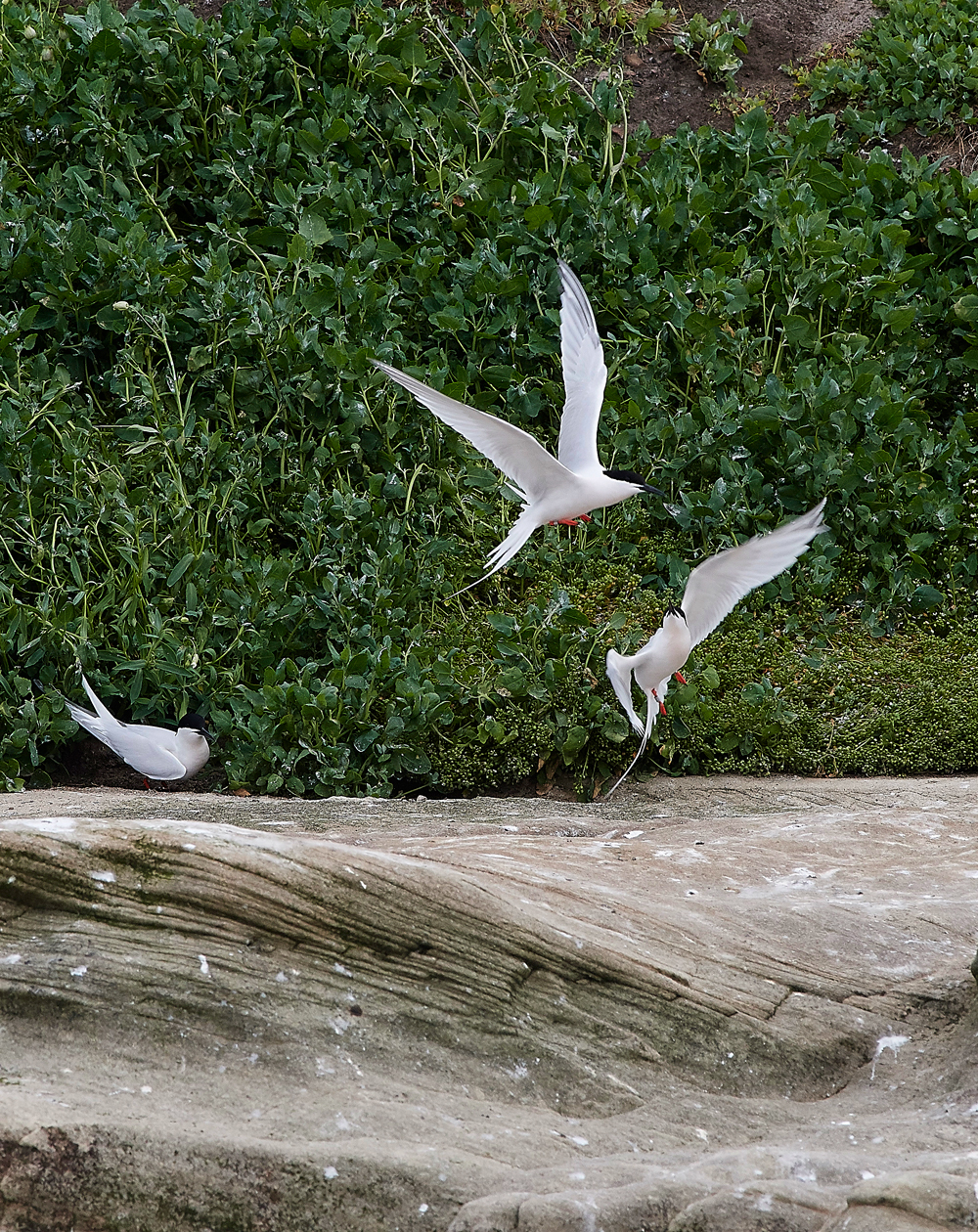CoquetIslandRoseateTern150618-3