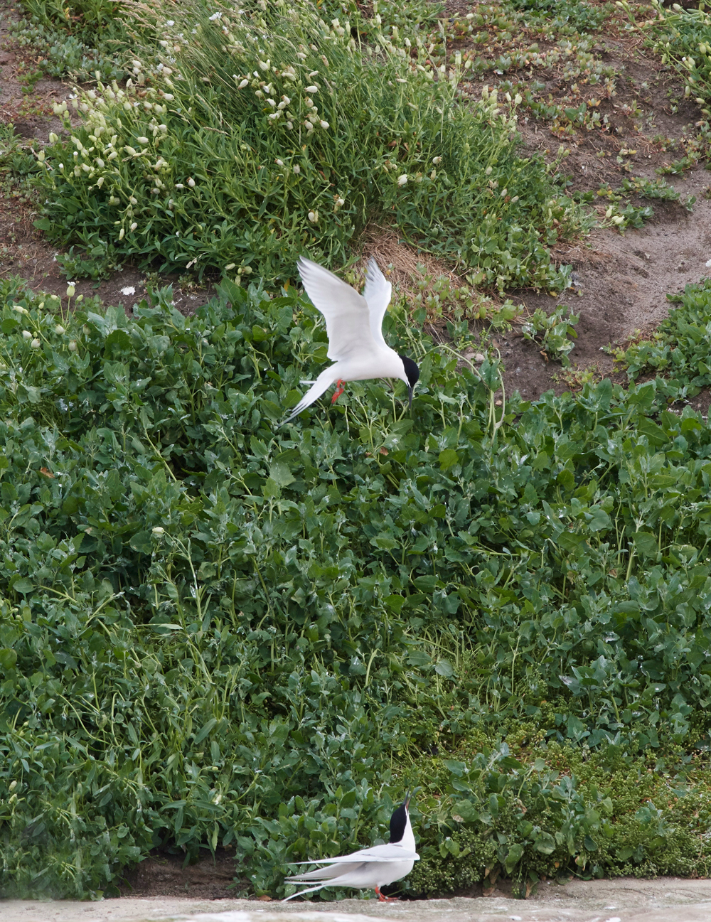 CoquetIslandRoseateTern150618-4