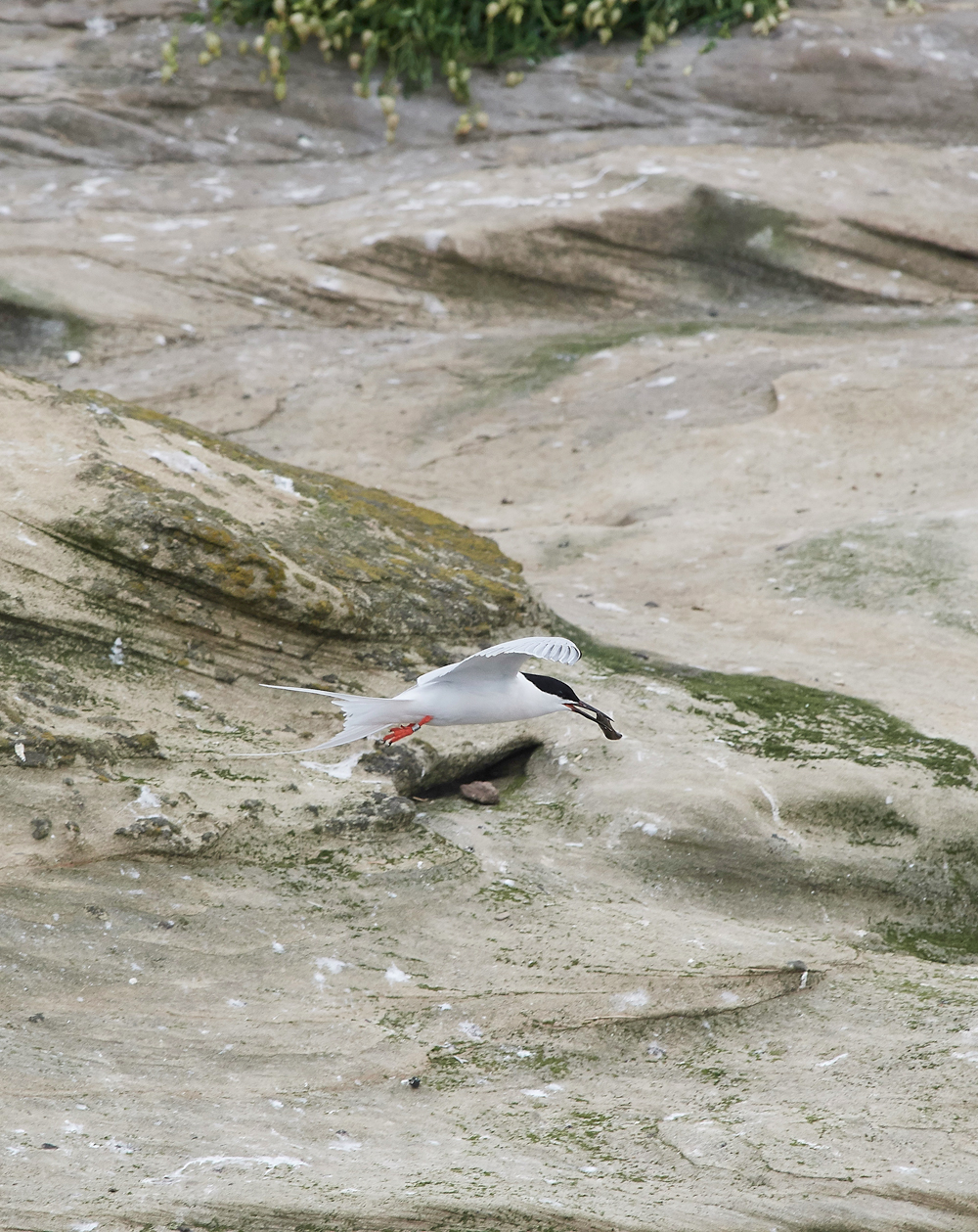 CoquetIslandRoseateTern150618-5