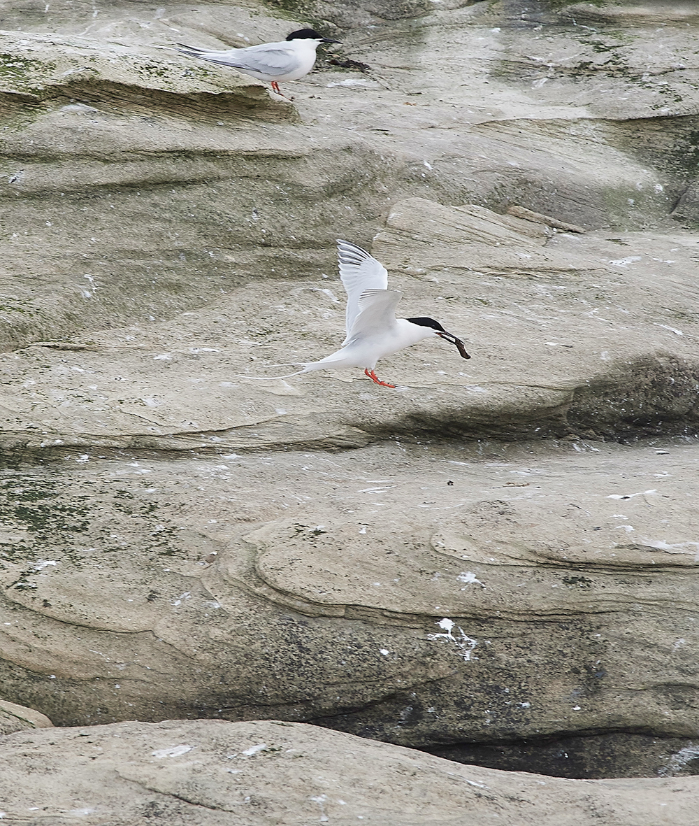 CoquetIslandRoseateTern150618-6