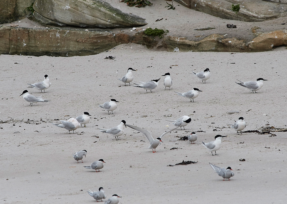 CoquetIslandTerns150618-1