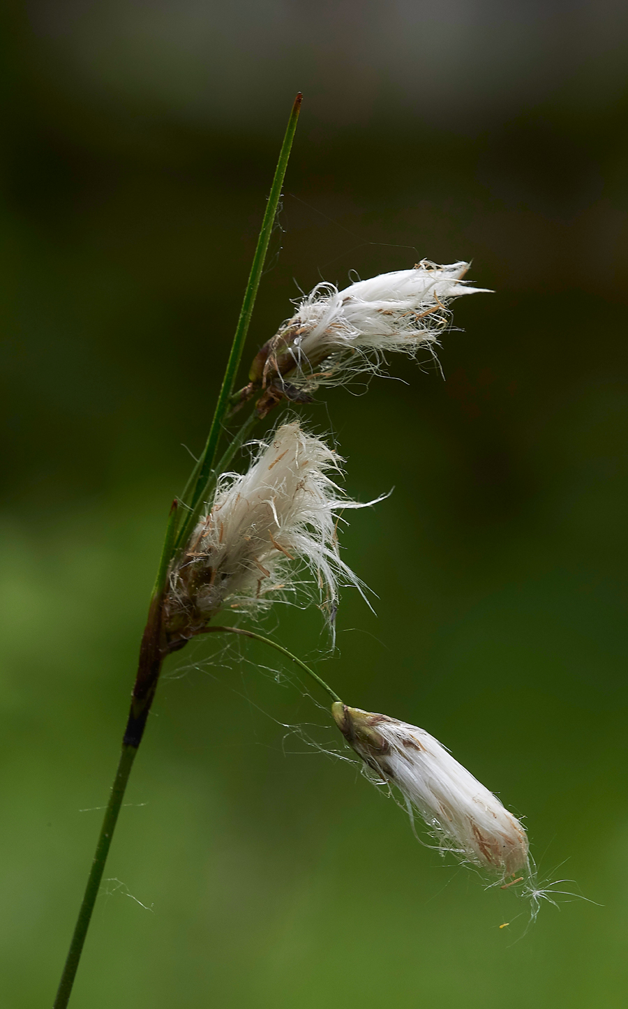 CottonGrassCliburnMoss310518-1