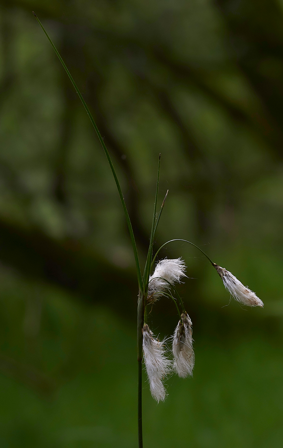 CottonGrassCliburnMoss310518-2