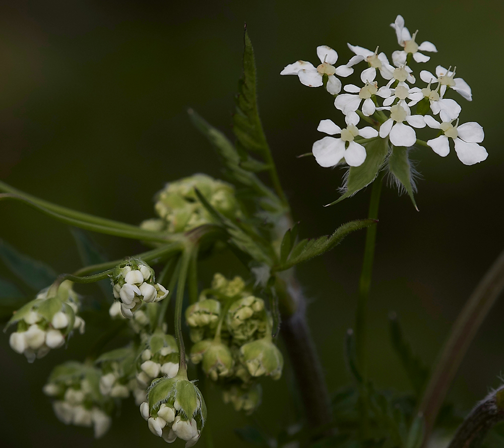 CowParsley010518-2