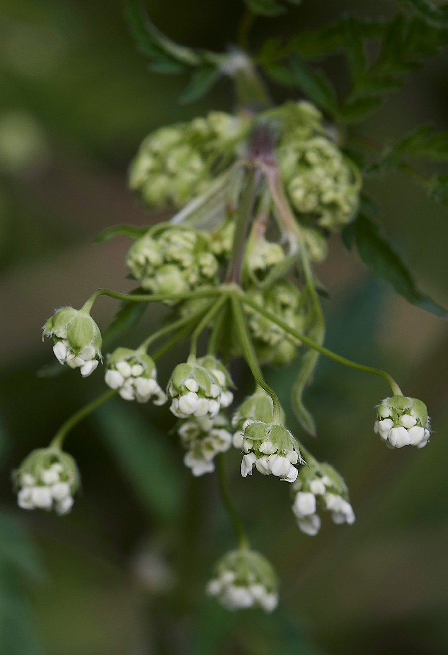 CowParsley010518-4