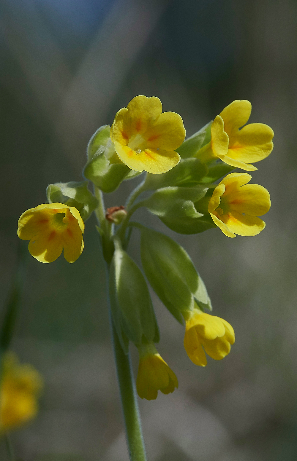 Cowslip070518-2