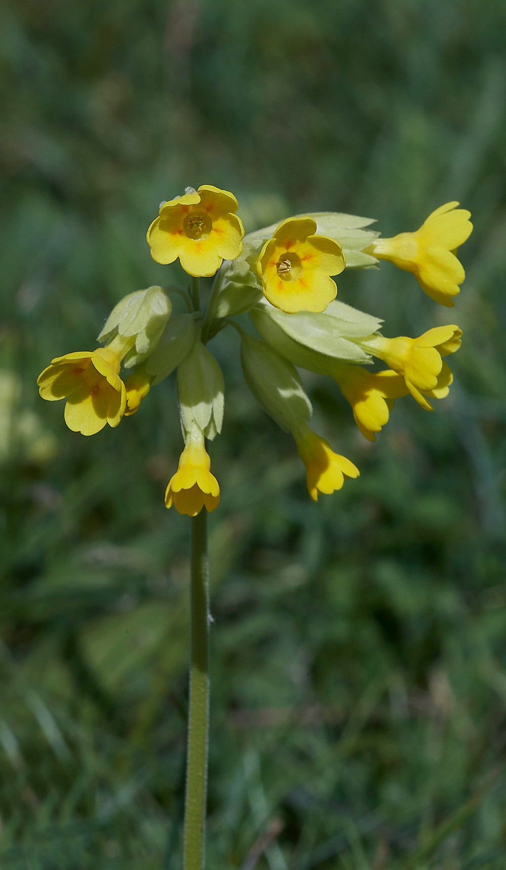 Cowslip070518-3