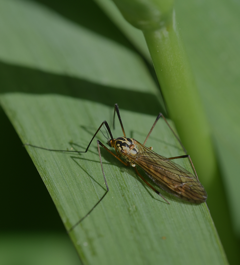 CraneFly170518-1