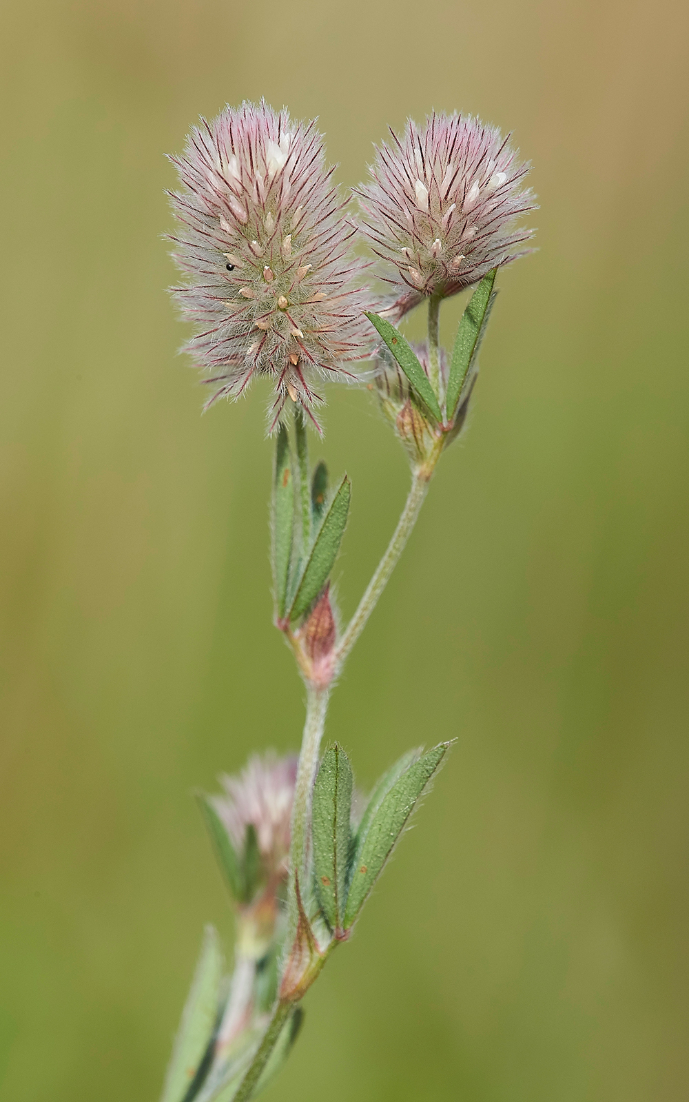 CranwichHare&#39;sFootGrass240618-1