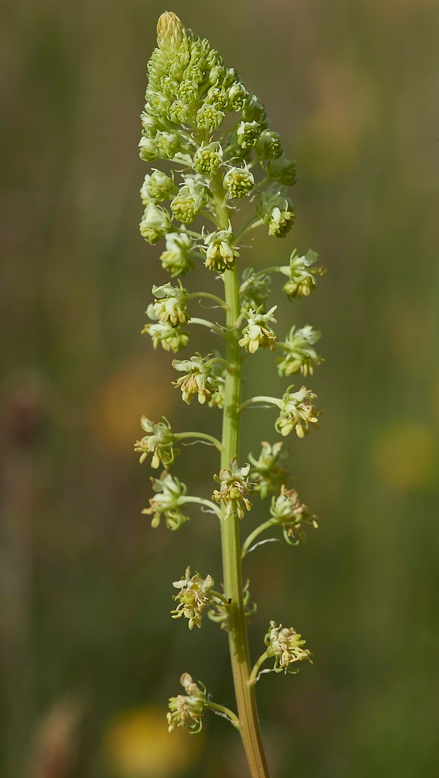 CranwichMignonette240618-1