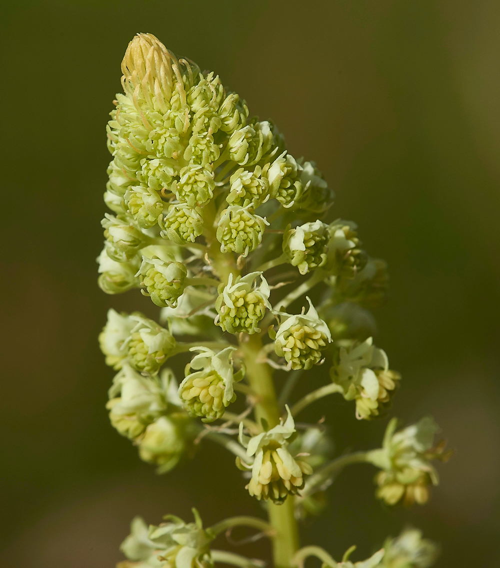 CranwichMignonette240618-2