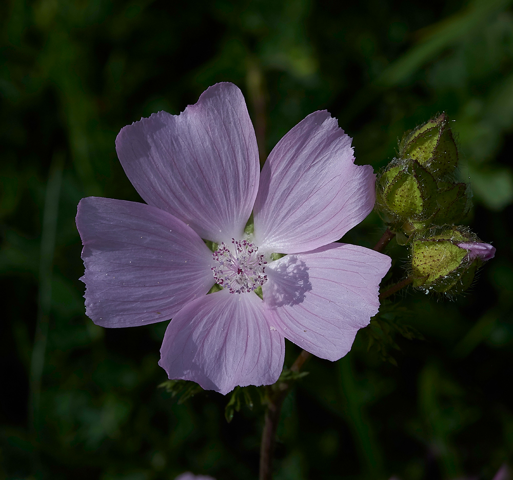 CranwichMuskMallow240618-2