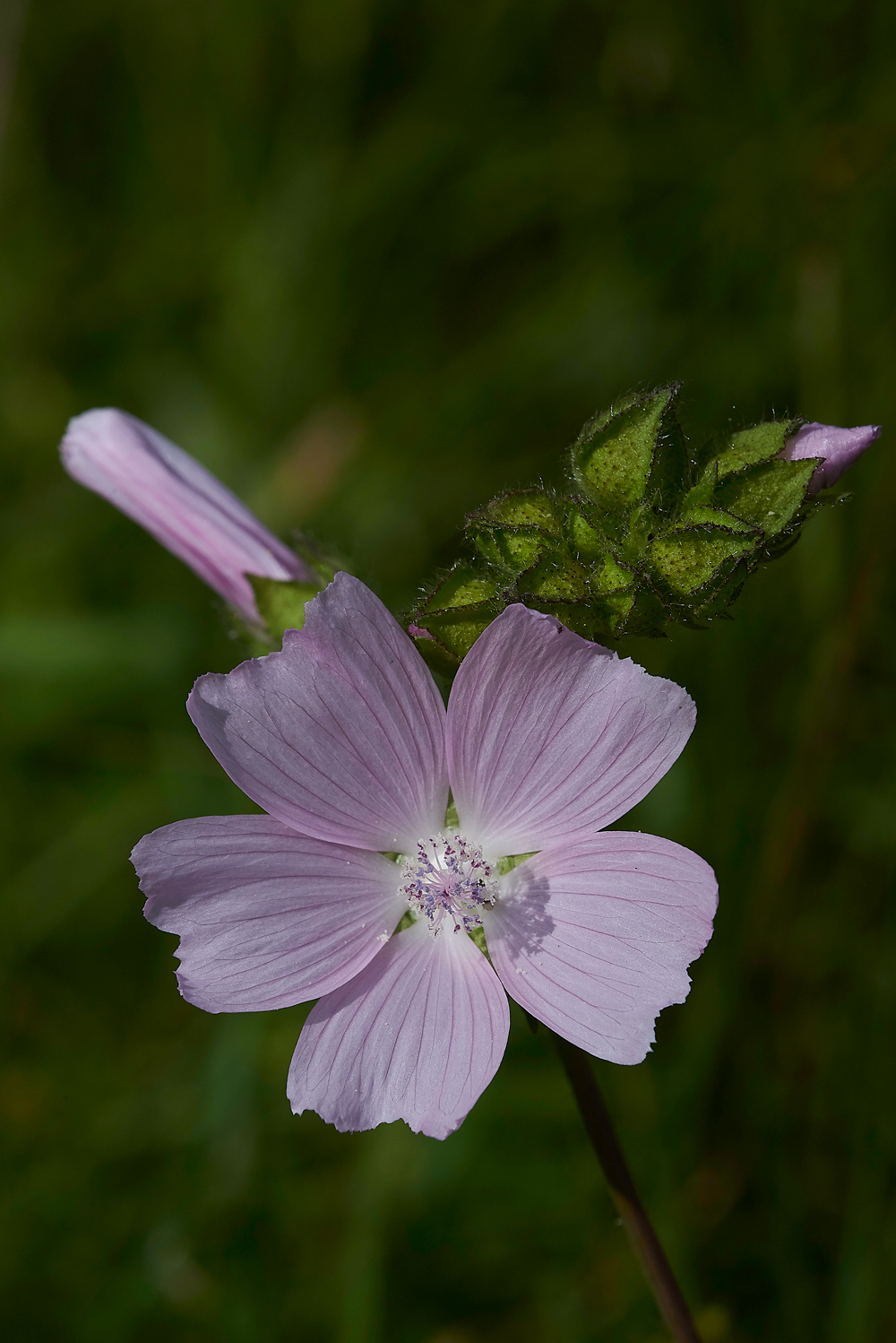 CranwichMuskMallow240618-3