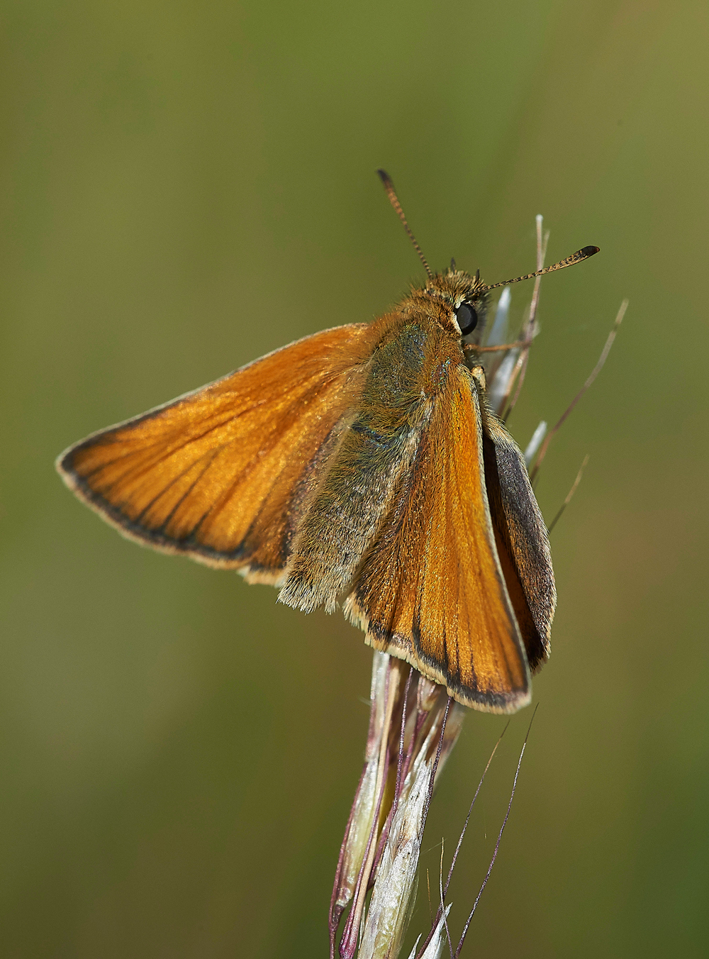 CranwichSMallSkipper240618-1