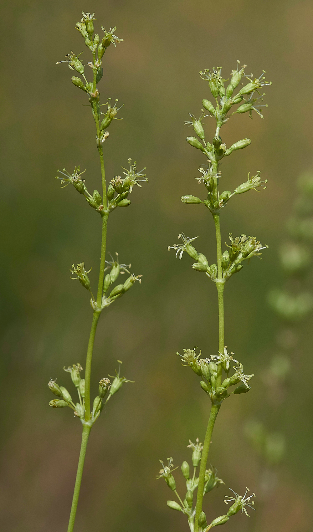 CranwichSpanishCatchFly240618-1