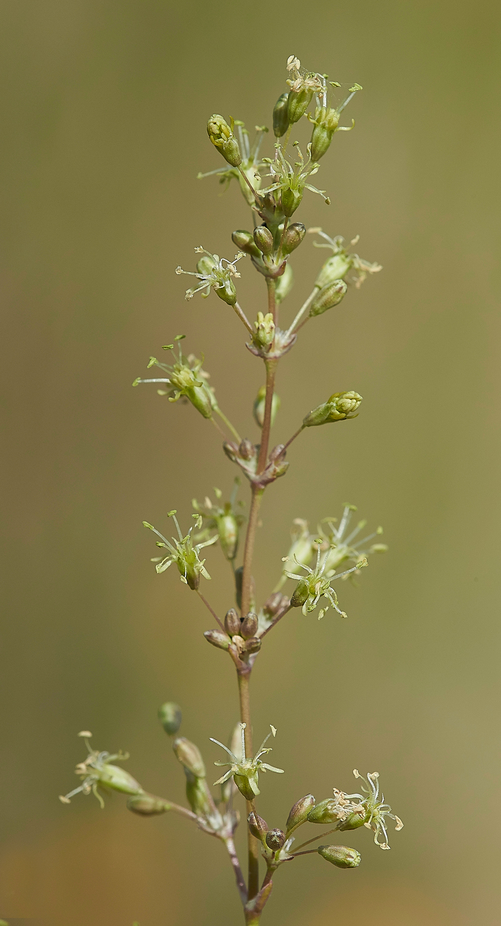 CranwichSpanishCatchFly240618-2