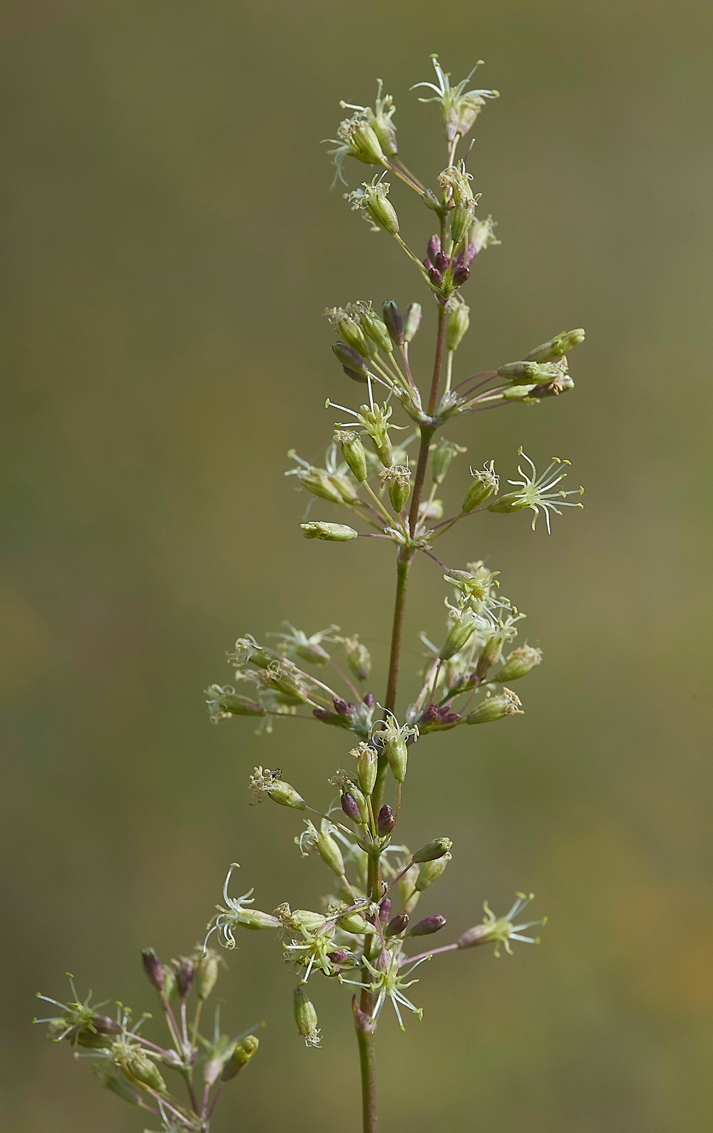 CranwichSpanishCatchFly240618-4