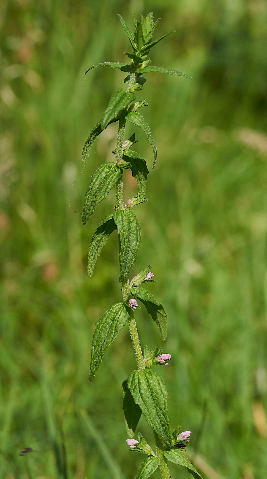 CranwichUnknown240618-1