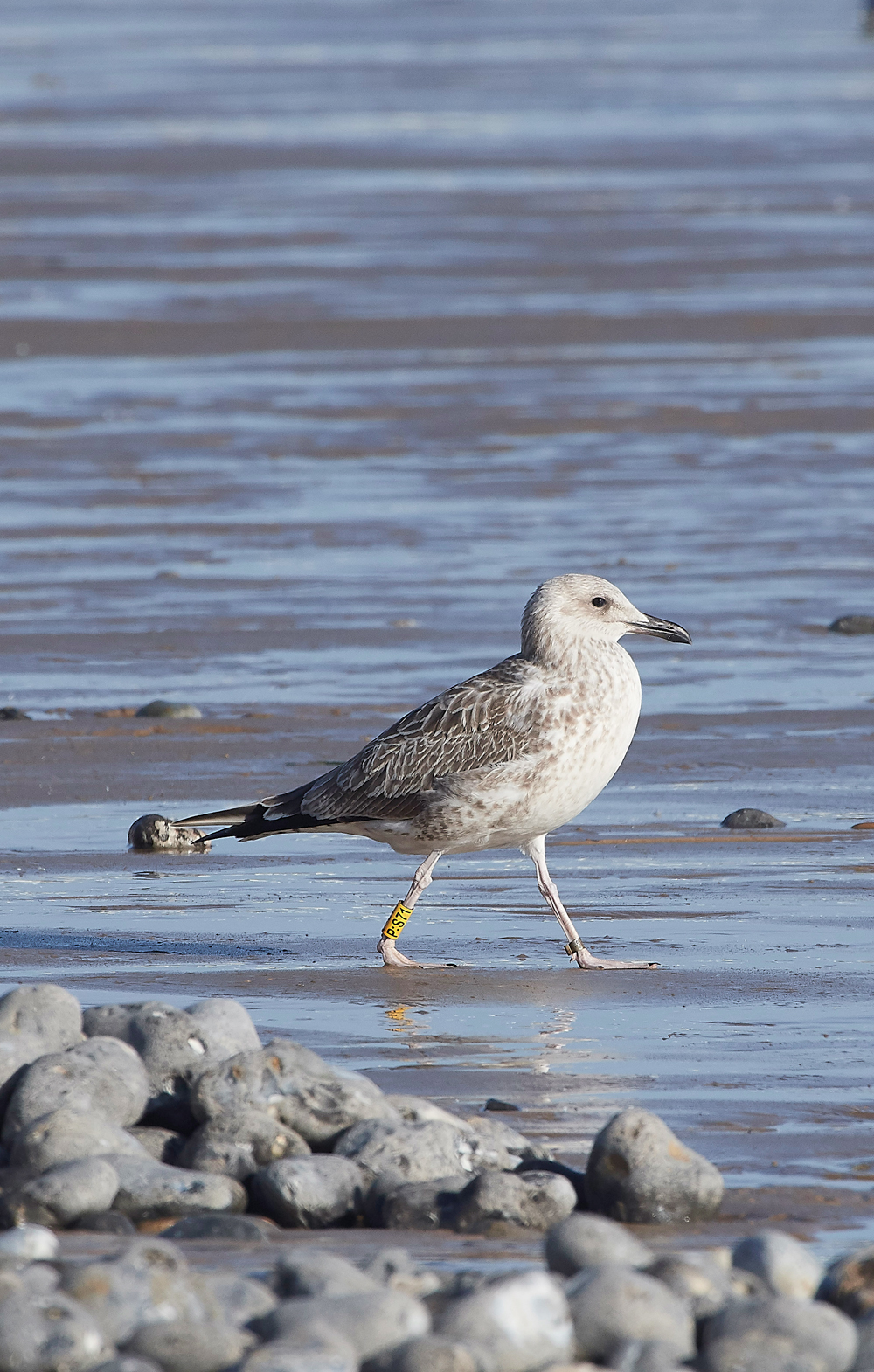 CromerCaspianGull170818-1