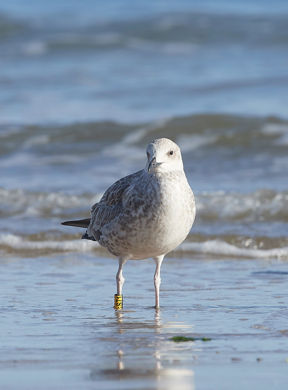 CromerCaspianGull170818-2
