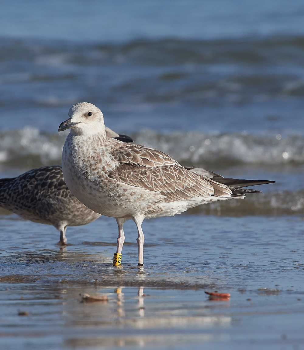 CromerCaspianGull170818-3